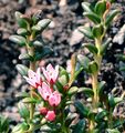 Alpenazalee - Loiseleuria procumbens (L.) Desv.