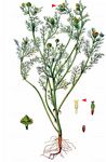 Strahlenlose Kamille - Matricaria discoidea DC. 