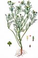 Pineappleweed - Matricaria discoidea DC.