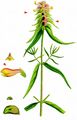 Crested Cow-Wheat - Melampyrum cristatum L.