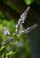 Spear Mint - Mentha spicata L.