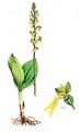 Common Twayblade - Neottia ovata (L.) Bluff & Fingerh.
