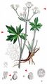 Sanicle - Sanicula europaea L.