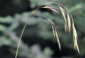 Giant Fescue - Schedonorus giganteus (L.) Holub
