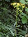 Fuchs' Greiskraut - Senecio ovatus (G. Gaertn. & al.) Hoppe