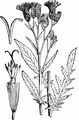 Saw-Wort - Serratula tinctoria L.