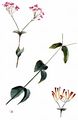 Nelken-Leimkraut - Silene armeria L.