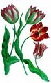 Garden Tulip - Tulipa gesneriana L.
