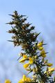 Gorse - Ulex europaeus L.