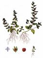 Wall Speedwell - Veronica arvensis L.