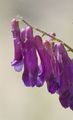 Fodder Vetch - Vicia villosa Roth