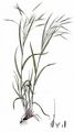 Barren Brome - Anisantha sterilis (L.) Nevski