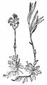 Zwerg-Gänsekresse - Arabis pumila Jacq.
