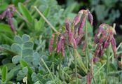 Scheiden-Kronwicke - Coronilla vaginalis Lam.