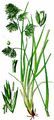 Gewöhnliches Knaulgras - Dactylis glomerata L.