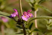 Schmalblättriger Hohlzahn - Galeopsis angustifolia Ehrh. ex Hoffm.