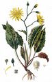 Wald-Habichtskraut - Hieracium murorum L.