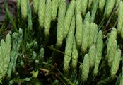 Alpine Clubmoss - Lycopodium alpinum L.