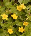 Yellow Pimpernel - Lysimachia nemorum L.