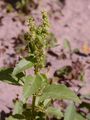 Annual Mercury - Mercurialis annua L.