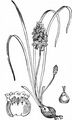 Grape-Hyacinth - Muscari neglectum Guss. ex Ten.