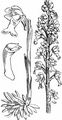 Bird's-Nest Orchid - Neottia nidus-avis (L.) Rich.
