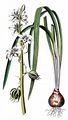 Nickender Milchstern - Ornithogalum nutans L.