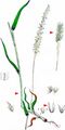 Purple-Stem Cat's-Tail - Phleum phleoides (L.) H. Karst.
