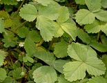 Erdbeer-Fingerkraut - Potentilla sterilis (L.) Garcke