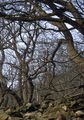 Sessile Oak - Quercus petraea (Matt.) Liebl.