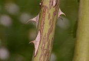 Glaucous Dog Rose - Rosa dumalis Bechst.