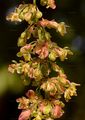 Garten-Ampfer - Rumex patientia L.