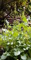 Schild-Ampfer - Rumex scutatus L.