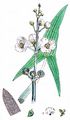 Arrowhead - Sagittaria sagittifolia L.