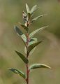 Swamp Willow - Salix myrtilloides L.
