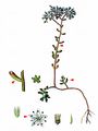 White Stonecrop - Sedum album L.