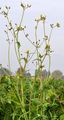 Acker-Gänsedistel - Sonchus arvensis L.