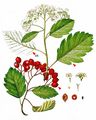 Swedish Whitebeam - Sorbus intermedia (Ehrh.) Pers.