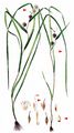 Floating Bur-Reed - Sparganium angustifolium Michx.