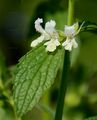 Einjähriger Ziest - Stachys annua (L.) L.