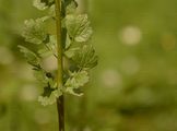 Common Meadow-Rue - Thalictrum flavum L.