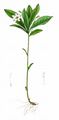 Chickweed-Wintergreen - Trientalis europaea L.