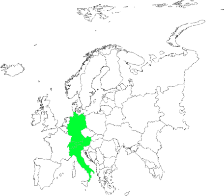 Hieracium simia