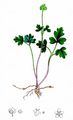 Moschuskraut - Adoxa moschatellina L.