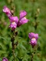Snapdragon - Antirrhinum majus L.