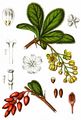 Barberry - Berberis vulgaris L.