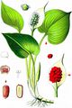 Bog Arum - Calla palustris L.