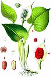 Sumpfkalla - Calla palustris L. 