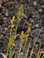 White Sedge - Carex canescens L.