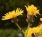 Wiesen-Pippau - Crepis biennis L.